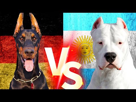 , title : 'Doberman Vs Dogo Argentino Köpekleri  #dogoargentino #doberman #köpek'