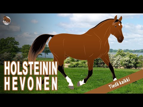 , title : 'Paras hevonen tapahtumiin Saksassa - Holsteinin Hevonen - Hevosrodut'
