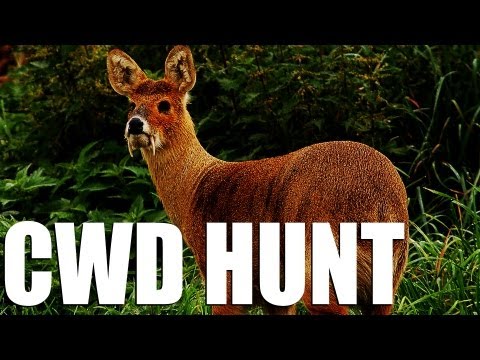 Hunting Chinese water deer – gold medal buck – Zeiss HT review