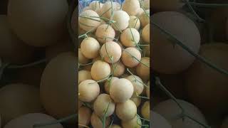 Download lagu Panen Melon mp3 Download lagu Panen Melon mp3