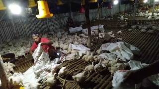 Download lagu panen ayam broiler umur 30 hari mp3