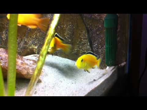 Watch Video on YouTube