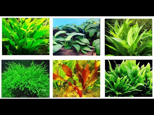 Best Aquarium Plants for Betta Fish