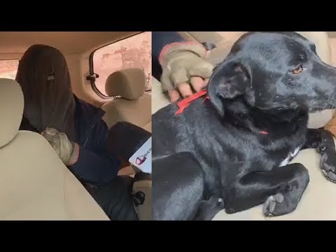 Abdul Onur vive en la calle con perros y fue el invitado de honor en el hospital de mascotas