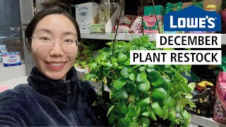 Lowe's December Restock: Pink Passion Lipstick Plants, Hoyas & Other Hanging Baskets