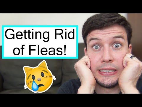 How To Treat Your Cat For Fleas