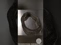 SNAKE BITES ITSELF Facts Amazing Information Interesting Snake Funny Nature