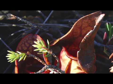 Pitcher Plants of Gros Morne National Park | Newfoundland | Lindblad Expeditions-National Geographic