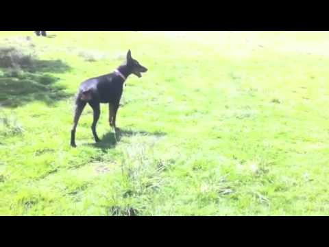 Anubis, Zeus y Nassim