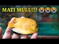 Ikan Hias Laut Cepat Mati Dikarenakan
