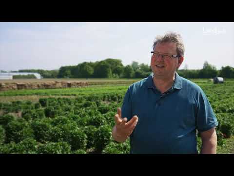 Magischer Rittersporn für den Sommergarten