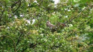 preview picture of video 'Grey squirrel spotted in Carlisle, Cumbria?'