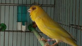 Download lagu Canary song training 6 minutes mp3 Download lagu Canary song training 6 minutes mp3