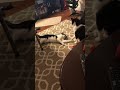 Tuxedo Cats Channel Funny Cat Fight Video
