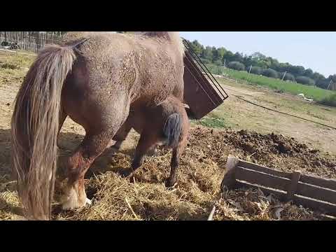 Big Horse Mate Small Donkey