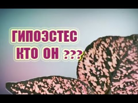 Гипоэстес — нежный диковинный красавец в комнатных условиях