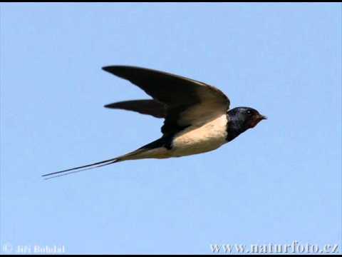 Jarek Nohavica - Vlaštovko leť