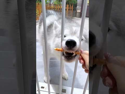 Smart dog have smartest Idea 🐶😱