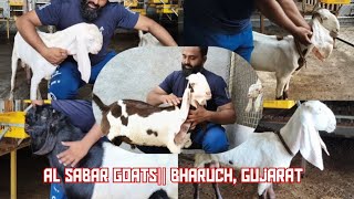 Download lagu Al Sabar Goats|| Hyderabadi, Sojat, Beetal Bakri for sale and Show Quality|| Bharuch, Gujarat mp3