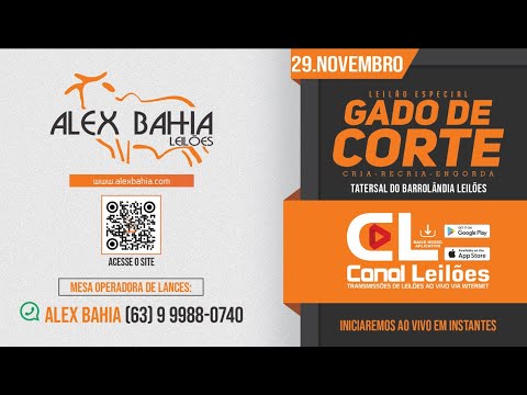 Canalleiloes.com | LEILÃO GADO DE CORTE ALEX BAHIA LEILÕES BARROLÂNDIA-TO 29/11/2023.