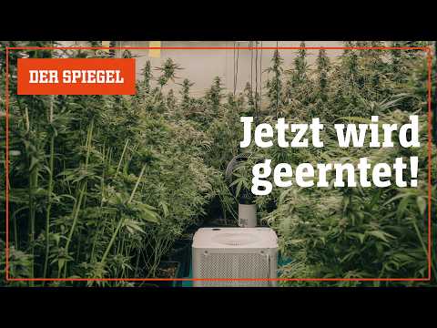 Video Thumbnail: Cannabis-Ernte: Hier kommt die Legalisierung voran – Shortcut | DER SPIEGEL