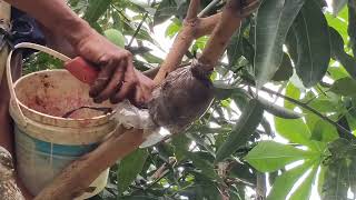Download lagu CARA MENCANGKOK POHON MANGGA !! mp3 Download lagu CARA MENCANGKOK POHON MANGGA !! mp3