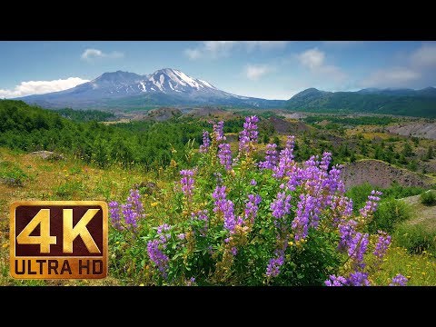 4K Nature Video - 3 Hours of Flowers, Mountains and Birds Sounds - Hummocks Trail, Mt. St. Helens
