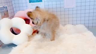 ハーフ犬の動画01