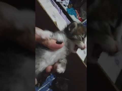 mostrando  os gato