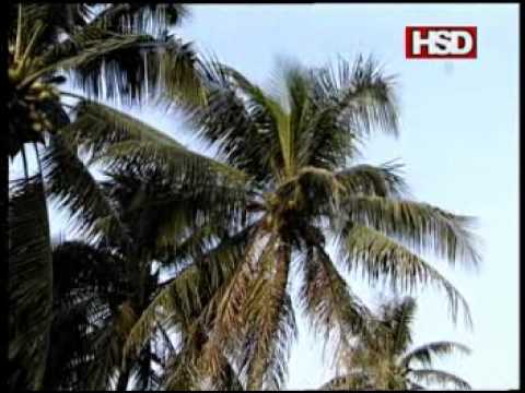 Hình bóng cha già - Ngọc Sơn