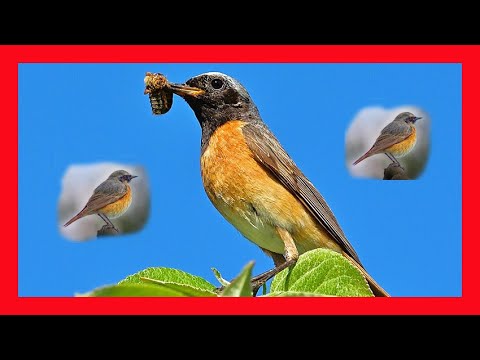 Žltochvost lesný — MELODICKÝ flétnový spev „tzít-tzít-tzí-tzí tsírriririri