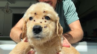 My Foster Golden Retriever Puppies Got INFESTED With Ticks