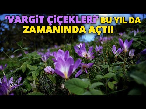 download lagu mp3 mp4 Vargit çiçeği, download lagu Vargit çiçeği gratis, unduh video klip Download Vargit çiçeği Mp3 dan Mp4 Full Gratis