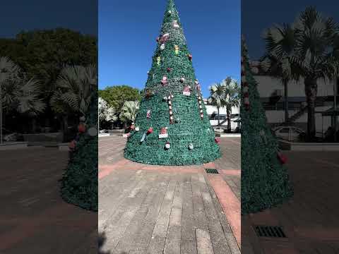 arbolito de San Francisco, gotera Morazán￼