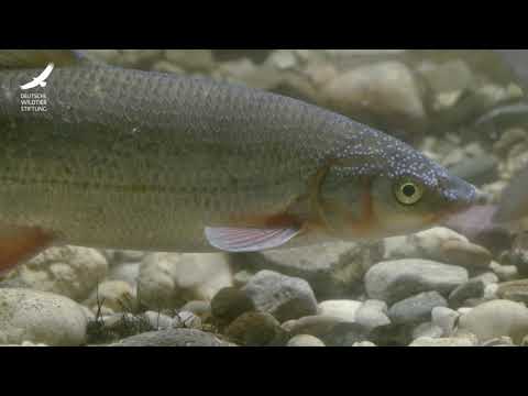 Jans Tierleben: Folge 5 –Nasen