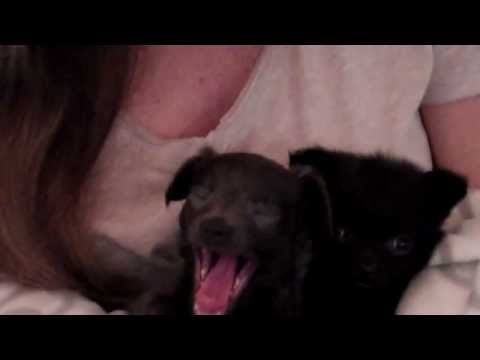 Aspen & Indigo Adopted TOGETHER! Thank you TerryLyn