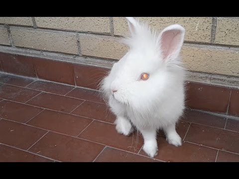 Un coniglietto nano... alieno