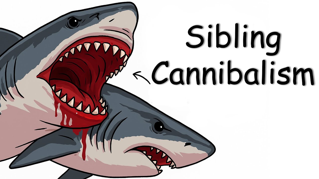 Why It Sucks to Be Born as a Megalodon