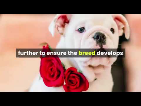 Diseases and conditions of the Australian Bulldog. Facts of the Australian Bulldog