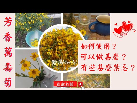 芳香萬壽菊禁忌