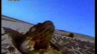 Yothu Yindi - Timeless Land