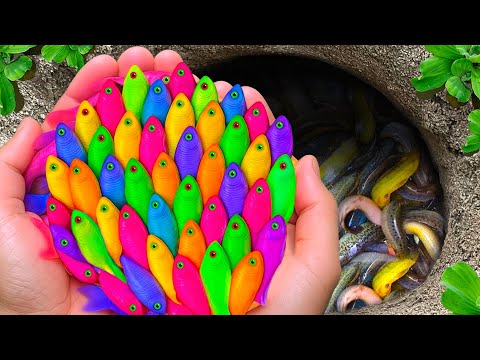 Surprised Catch Mini Colorful Aquarium Fish In Surprise Egg Toys, Turtle | Aquarium Fish Compilation