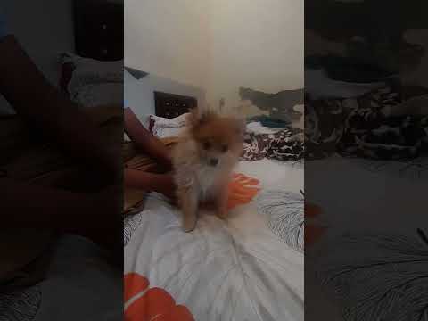 lazer transformation