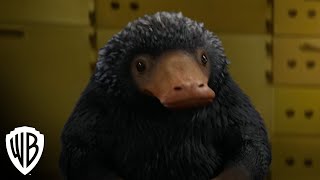 Creatures: Niffler | Fantastic Beasts and Where to Find Them | Warner Bros. Entertainment