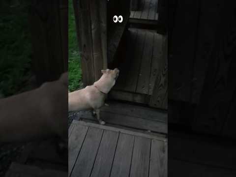 "Adventures with Nadia: Moments from Our Nature Hike." #cutedog #nature #shortsfeed