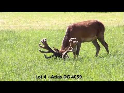 Lot 4 - Atlas DG 4059 @ 2017 DGNZ sale