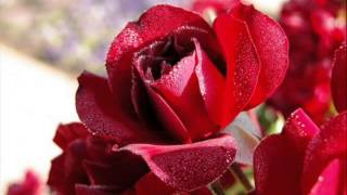 Andorinha da Primavera