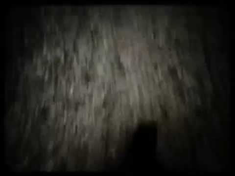 All The Wild Horses video
