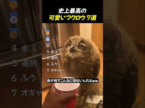 史上最高の可愛いフクロウ 7選 TOP7