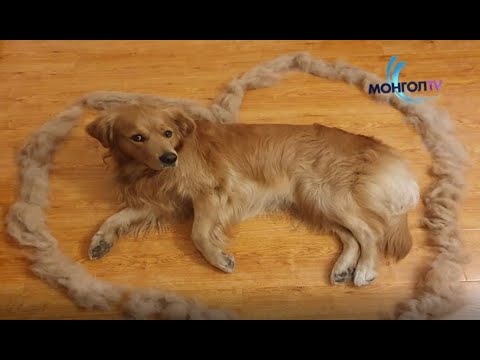 ӨНӨӨ ӨГЛӨӨ - Сургуультай нохой Shiny